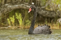 Labut cerna - Cygnus atratus - Black Swan 1013